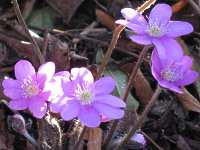 Leberblmchen Hepatica Nobilis