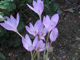 Herbstzeitlose Colchicum Byzantinum