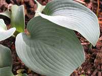 Funkie Hosta Lancifolia