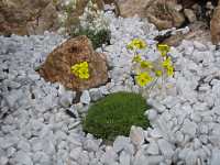 Felsenblmchen Hungerblmchen Draba Aizoides