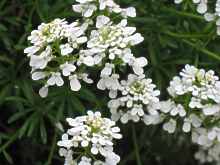 Schleifenblume Iberis SaxatilisPflege