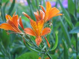 Inkalilie Alstroemeria Aurea Ligtu Alstroemerie Pflege berwintern