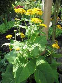 Inula Magnifica Riesen Alant