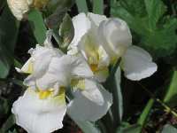 Iris Pflanze Schwertlilie