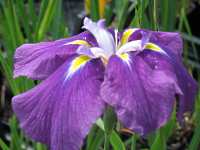 Iris Japanische Sumpf Schwertlilie