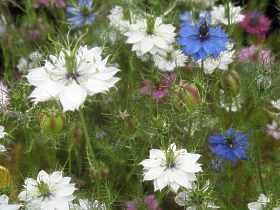 Jungfer im Grnen Aussaat Standort Pflege