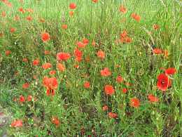 Papaver Rhoeas Klatschmohn Aussaat Pflege Standort