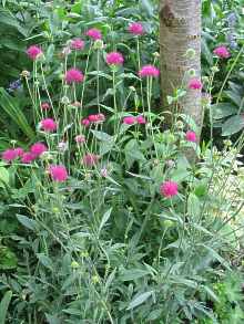 Mazedonische Witwenblume Knautia Macedonica