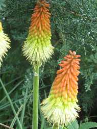 Kniphofia Caulescens Rooperi