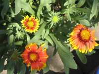 Kokardenblume Gaillardia "Kobold"