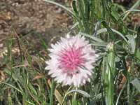 Flockenblume Kornblume Centaurea 