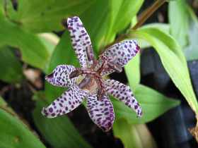 Krtenlilie Tricyrtis Formosana Standort Pflege