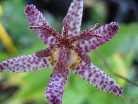 Krtenlilie Tricyrtis Hirta Winterhart