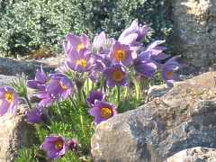 Kchenschelle Pulsatilla Vulgaris Pflanzen Standort
