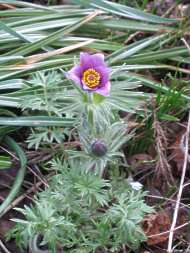 Kuhschelle Pulsatilla Pratensis Patens