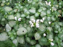 Taubnessel Lamium Maculatum Album