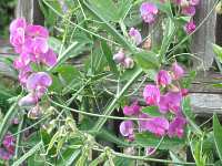 Lathyrus Odoratus Duftwicke
