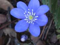 Leberblümchen Hepatica Transsylvanica