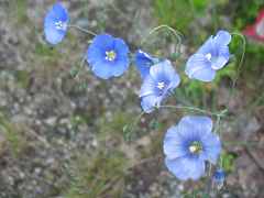 Flachs Lein Linum Perenne