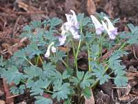 Lerchensporn Corydalis Solida Cava Flexuosa