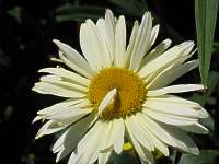 Leucanthemum Superbum