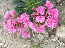 Lewisia Cotyledon