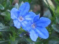 Steinsame Lithodora Oleifolia