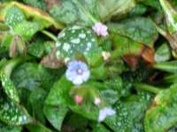 Lungenkraut Pulmonaria rubra