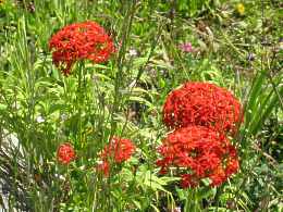 Brennende Liebe Lychnis Chalcedonica Feuernelke