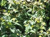 Lysimachia Ciliata Firecracker