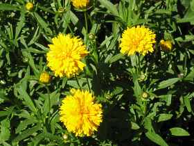 Mdchenauge Coreopsis Grandiflora