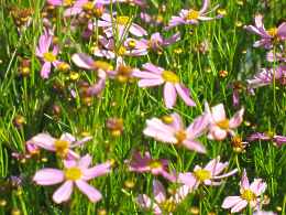 Mdchenauge Coreopsis  Rosea
