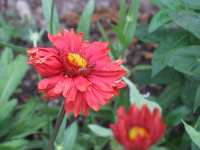 Malerblume Gaillardia "Burgunder" 