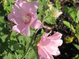 Malva Garten Malven Schneiden Winterhart