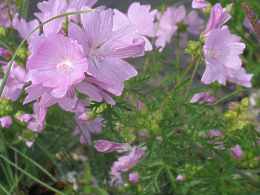 Malva Moschata Moschus Malve Pflege Standort Aussaat