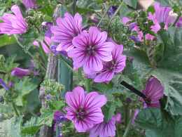 Malva Sylvestris Mauretanische Wilde Malve Maharadscha Malve Pflege