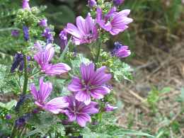 Malven Arten Pflanzen Pflege