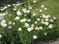 Margarite Leucanthemum