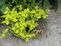 Mauerpfeffer Sedum Acre