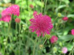 Knautie Mazedonische Witwenblume