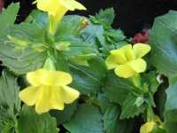 Affenblume Gauklerblume Mimulus Luteus