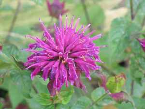 Monarda Didyma Fistulosa Monarda Citriodora Punctata