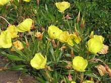  Nachtkerze Oenothera macrocarpa Standort