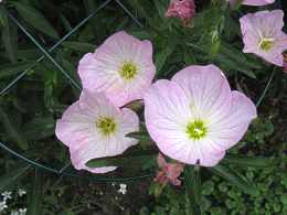 Nachtkerze Oenothera Speciosa Pflege