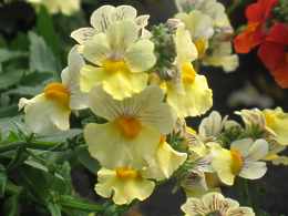 Nemesia Strumosa Fruticans