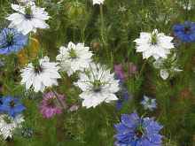 Nigella Damascena