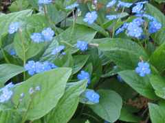 Omphalodes Cappadocia