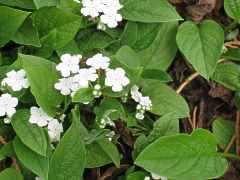 Omphalodes Verna Alba