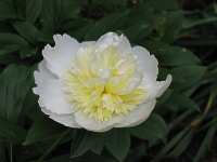 Ponie Paeonia Lactifolia