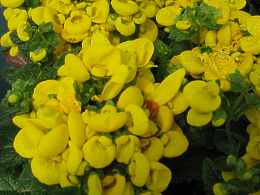 Pantoffelblume Calceolaria Integrifolia x Herbeohybrida Pflege